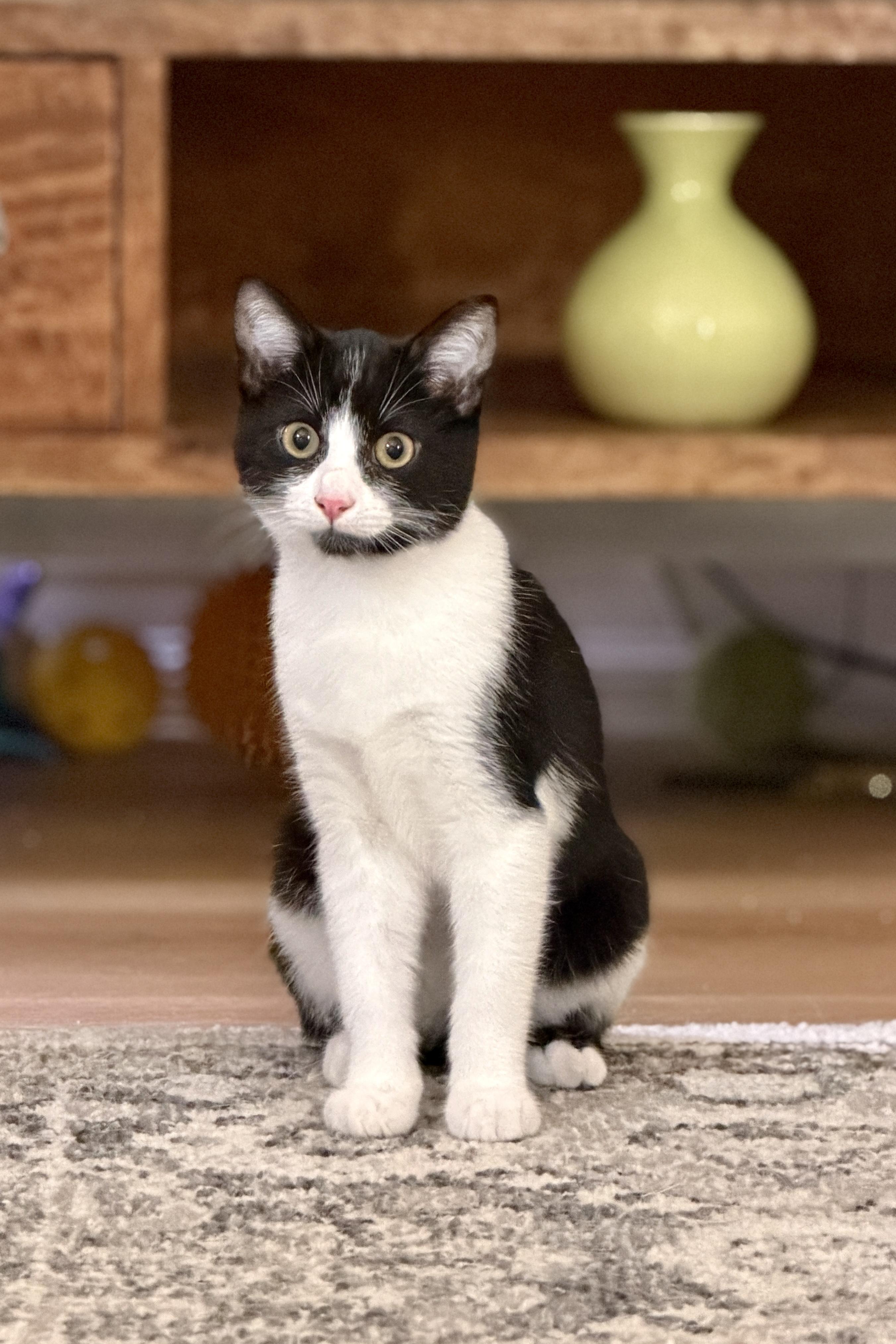 Enlarge Reed, a ADOPTABLE mixed breed in Mission Viejo, CA image 1/1