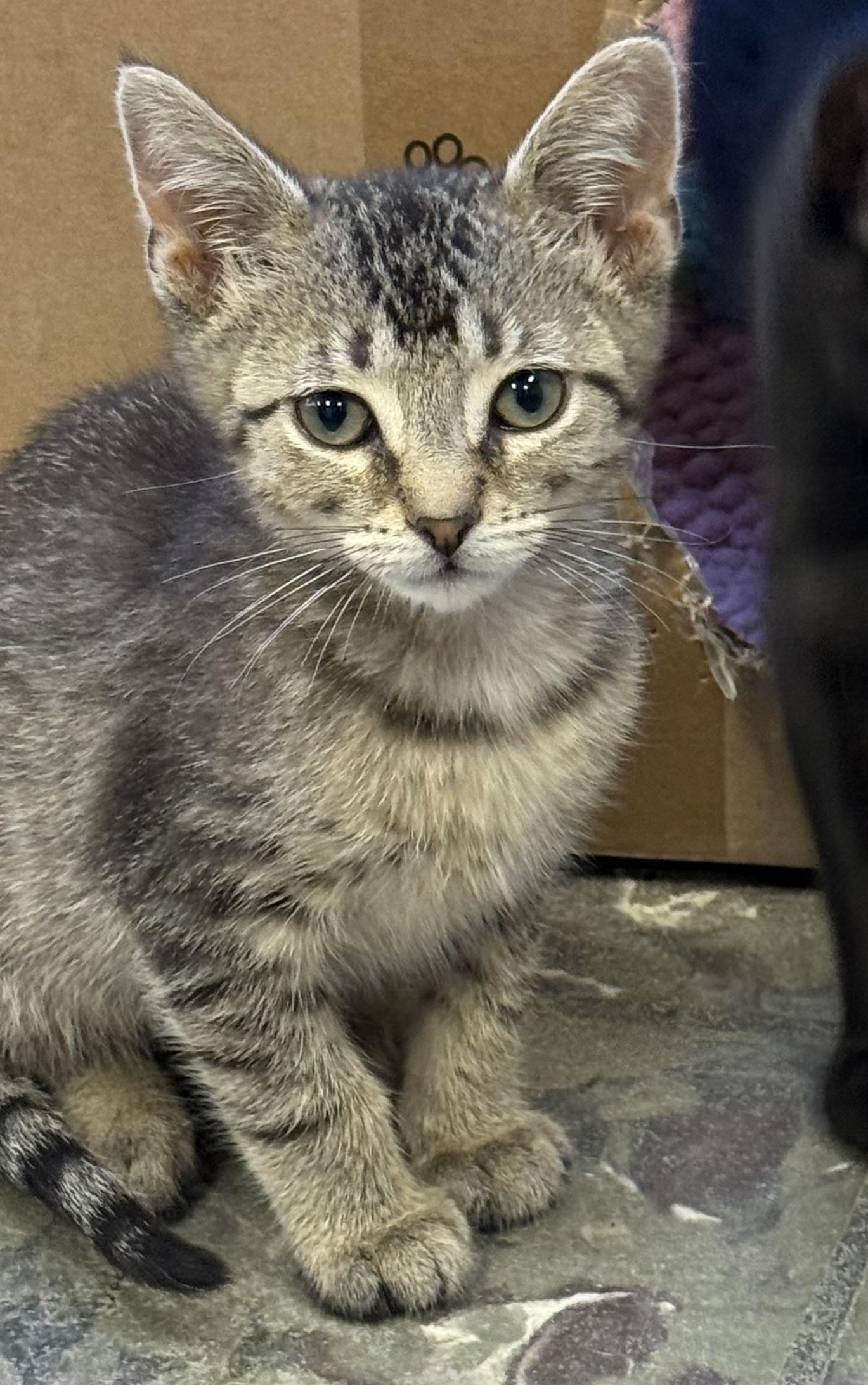 Enlarge Avocado, an adopted Domestic Short Hair in Hamburg, NY image 1/1