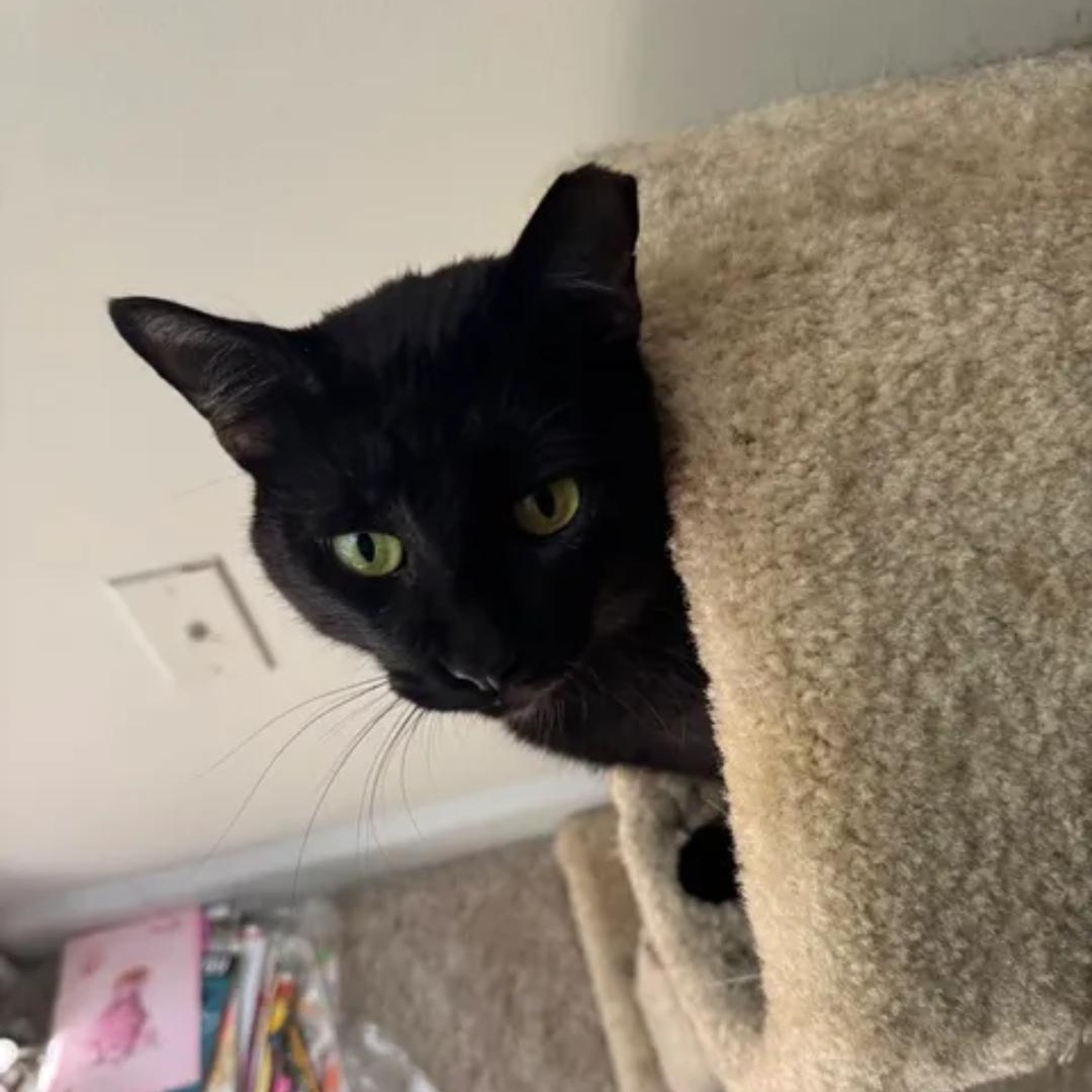Enlarge Bob, a ADOPTABLE Domestic Short Hair in Smyrna, GA image 2/6