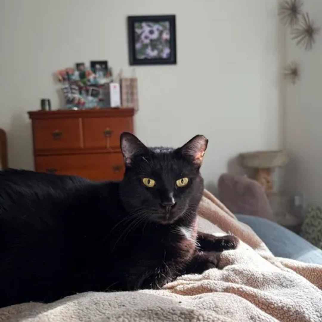 Enlarge Bob, a ADOPTABLE Domestic Short Hair in Smyrna, GA image 1/6
