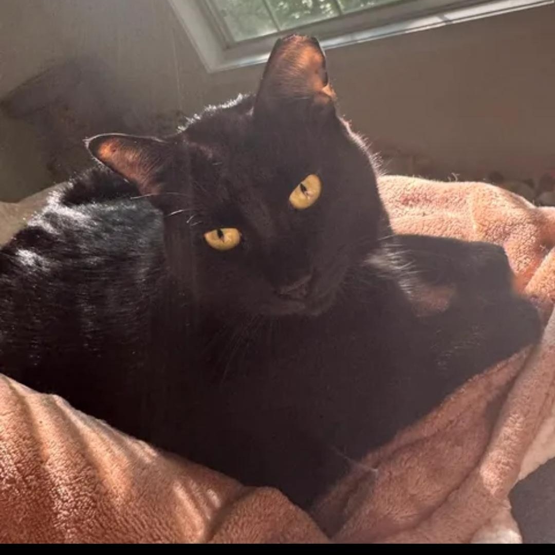Enlarge Bob, a ADOPTABLE Domestic Short Hair in Smyrna, GA image 5/6