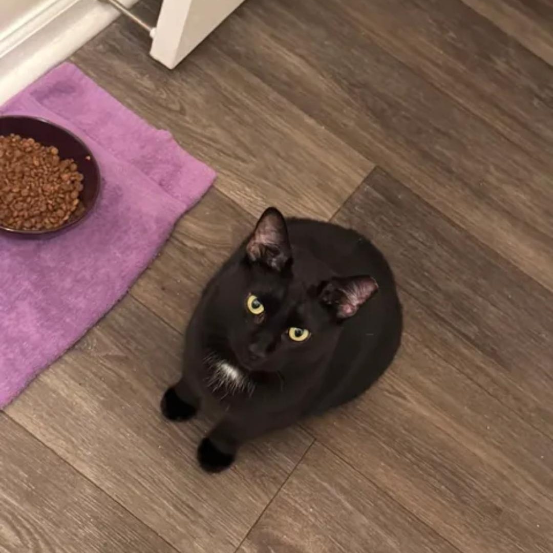 Enlarge Bob, a ADOPTABLE Domestic Short Hair in Smyrna, GA image 6/6