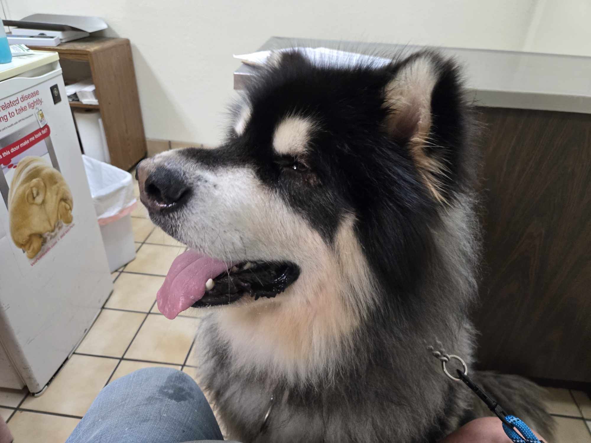 Desoto, an adoptable Alaskan Malamute in St. James, MO, 65559 | Photo Image 5