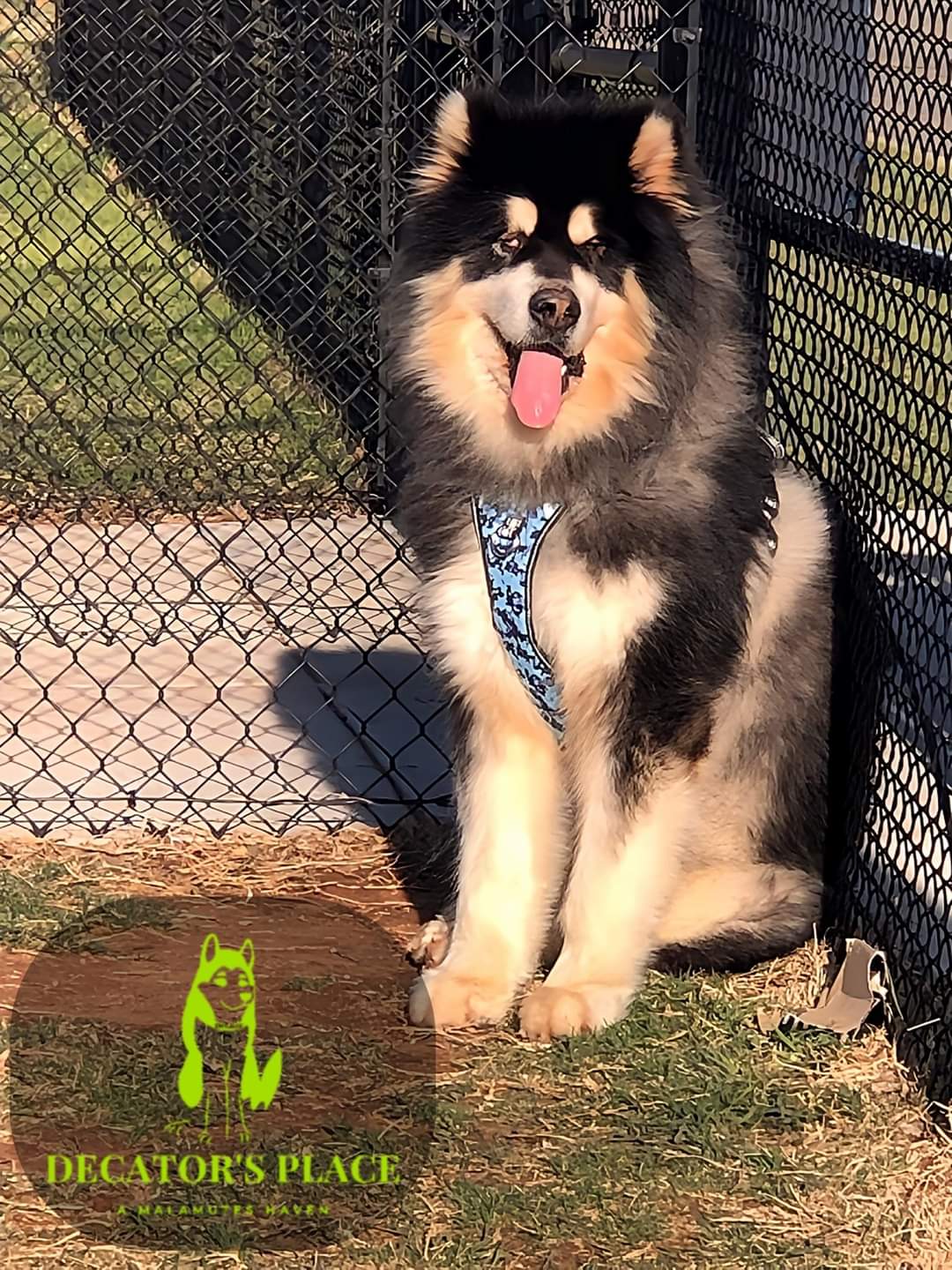Desoto, an adoptable Alaskan Malamute in St. James, MO, 65559 | Photo Image 4