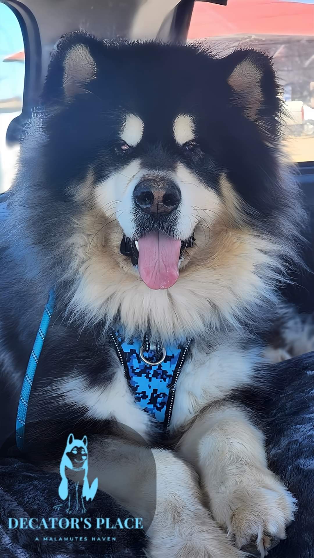 Desoto, an adoptable Alaskan Malamute in St. James, MO, 65559 | Photo Image 1