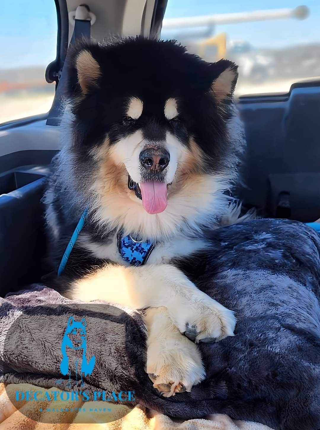 Desoto, an adoptable Alaskan Malamute in St. James, MO, 65559 | Photo Image 2