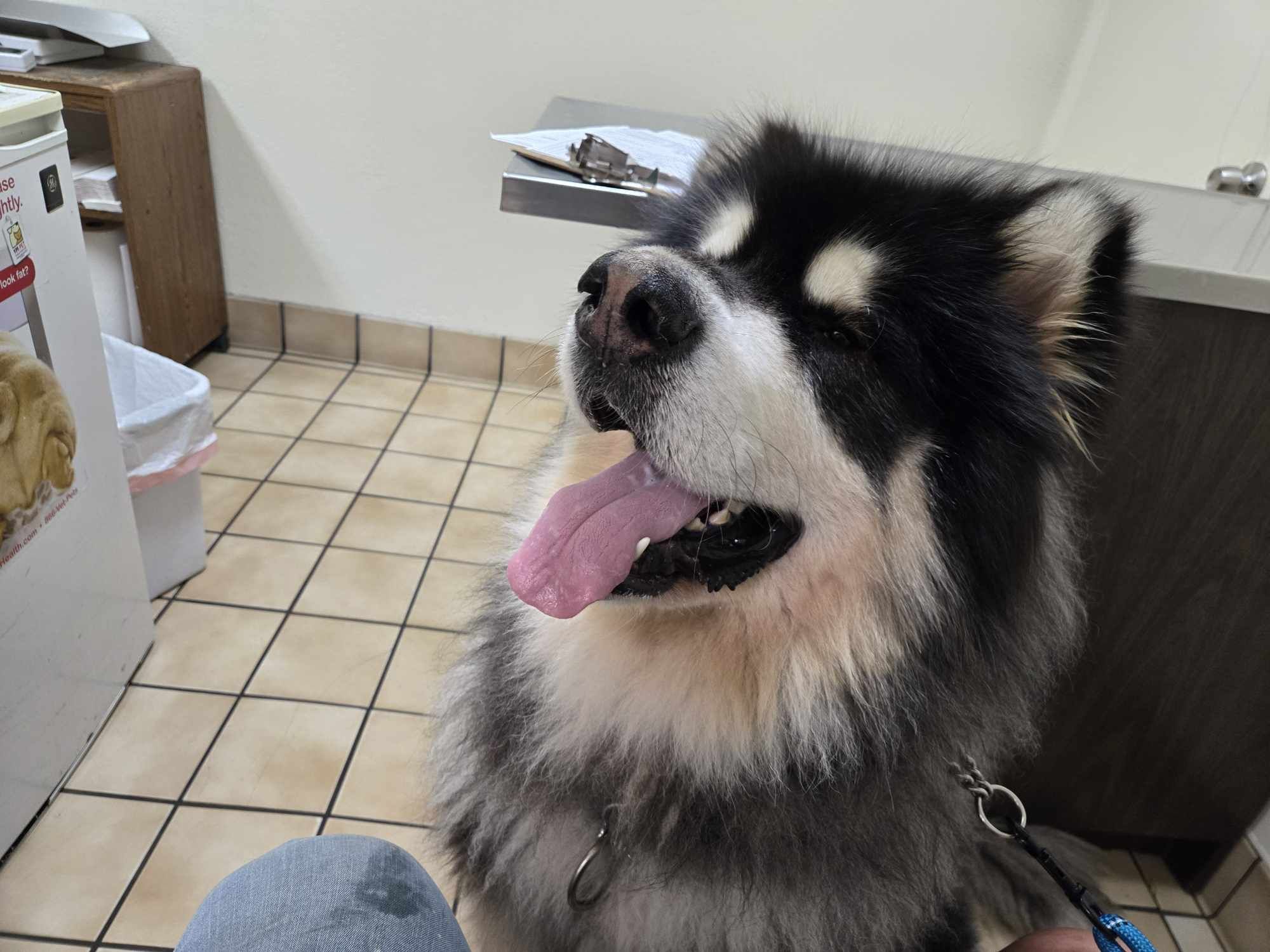 Desoto, an adoptable Alaskan Malamute in St. James, MO, 65559 | Photo Image 3