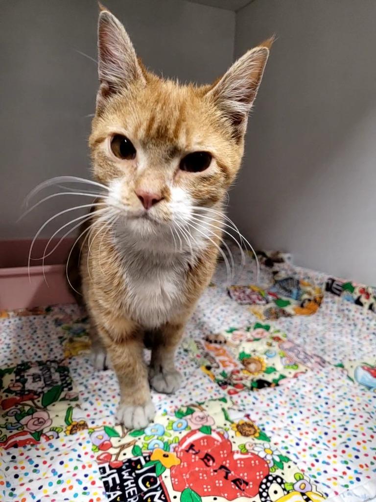 Hera, Adoptable, Young Female Domestic Short Hair.