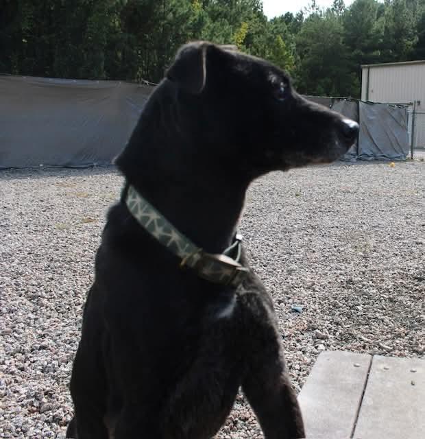 Enlarge Jessie, a Adoptable mixed breed in Statesville, NC image 1/4