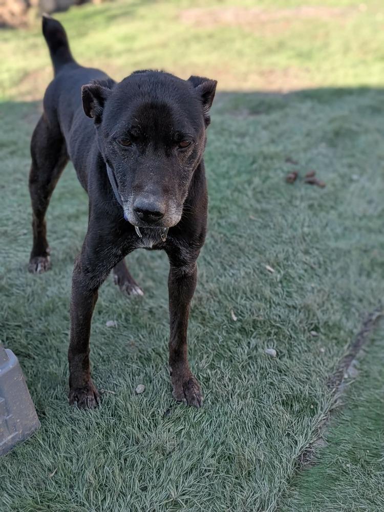 Enlarge Jessie, a Adoptable mixed breed in Statesville, NC image 2/4