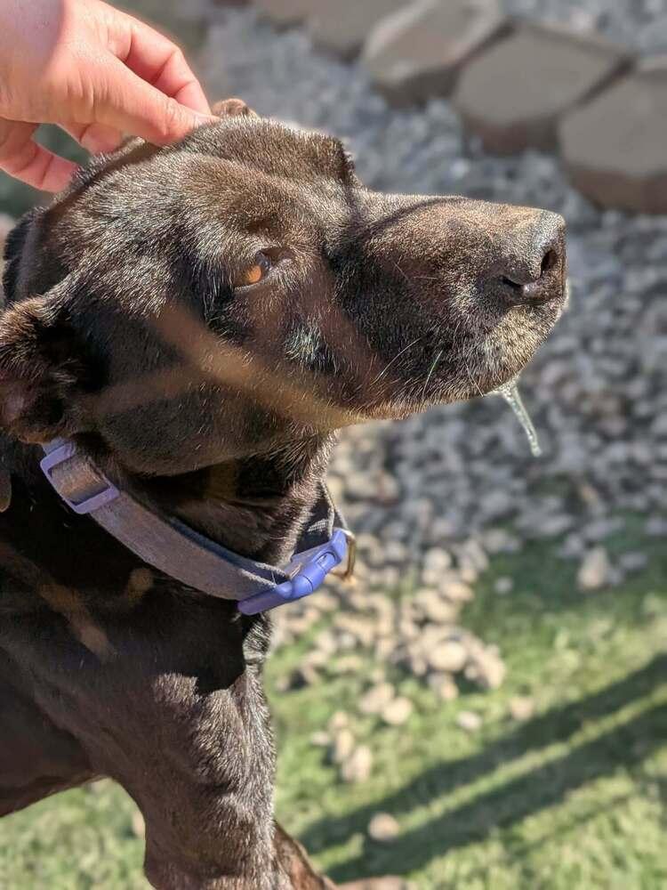 Enlarge Jessie, a Adoptable mixed breed in Statesville, NC image 3/4