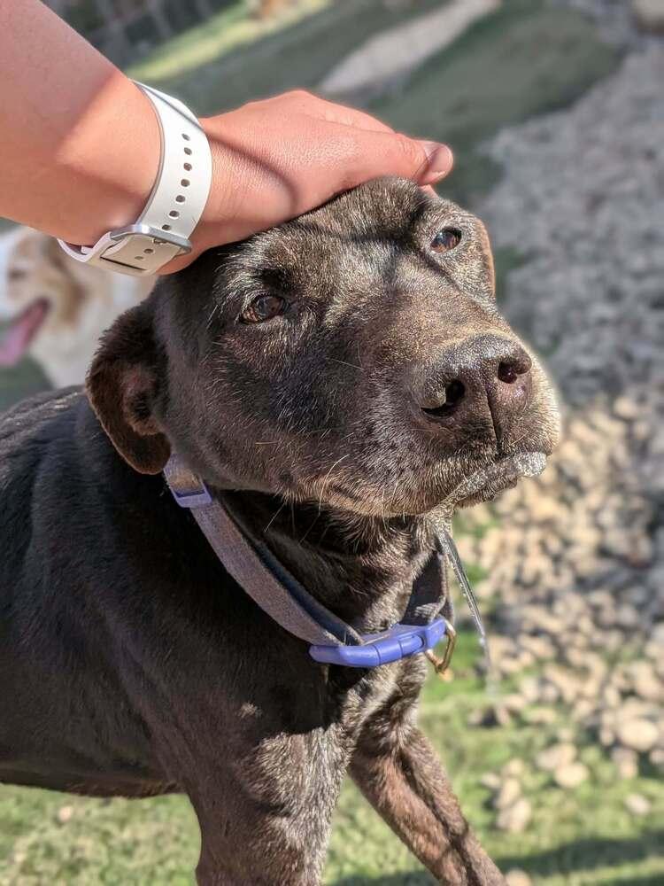 Enlarge Jessie, a Adoptable mixed breed in Statesville, NC image 4/4