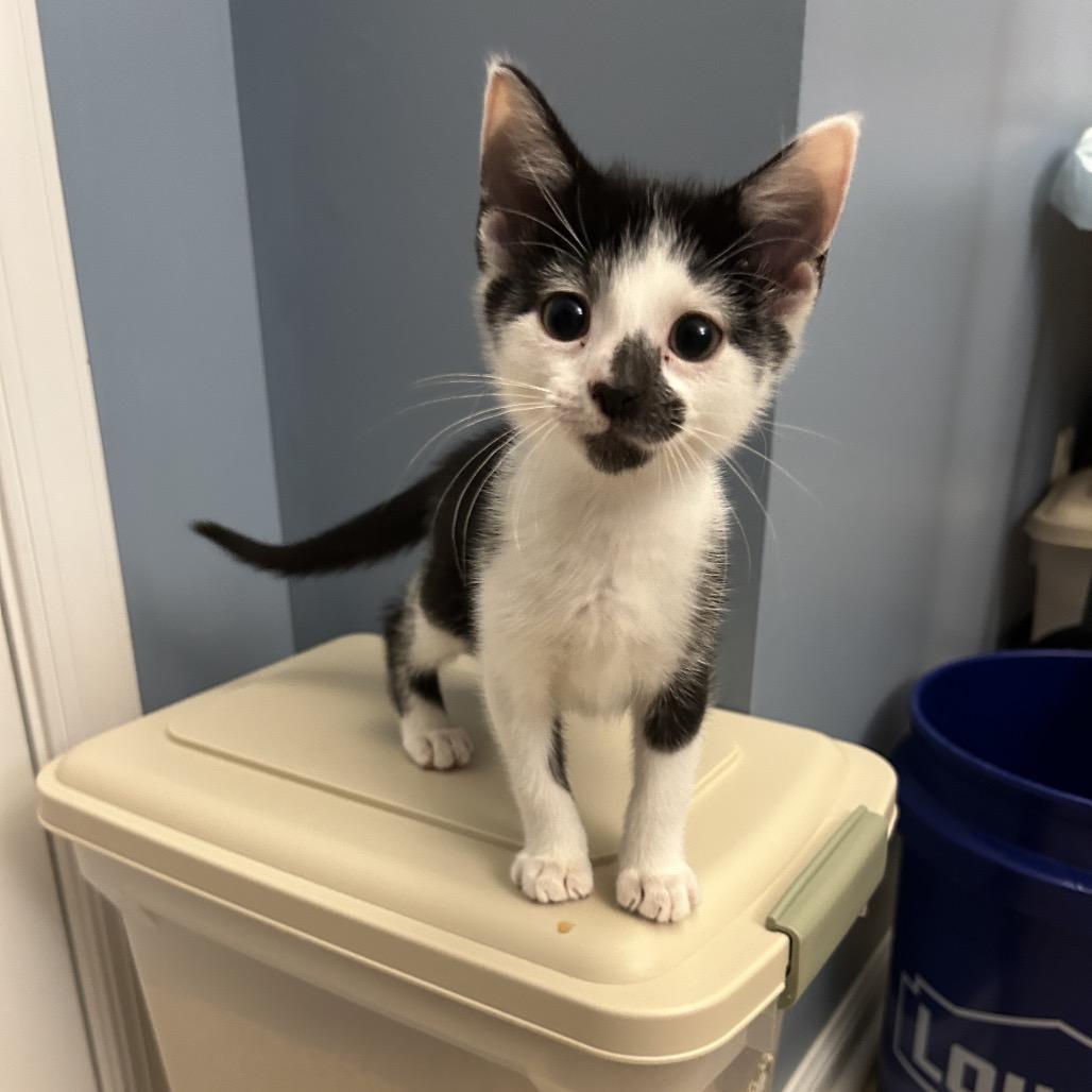 Boo, Adoptable, Kitten Male Domestic Short Hair.