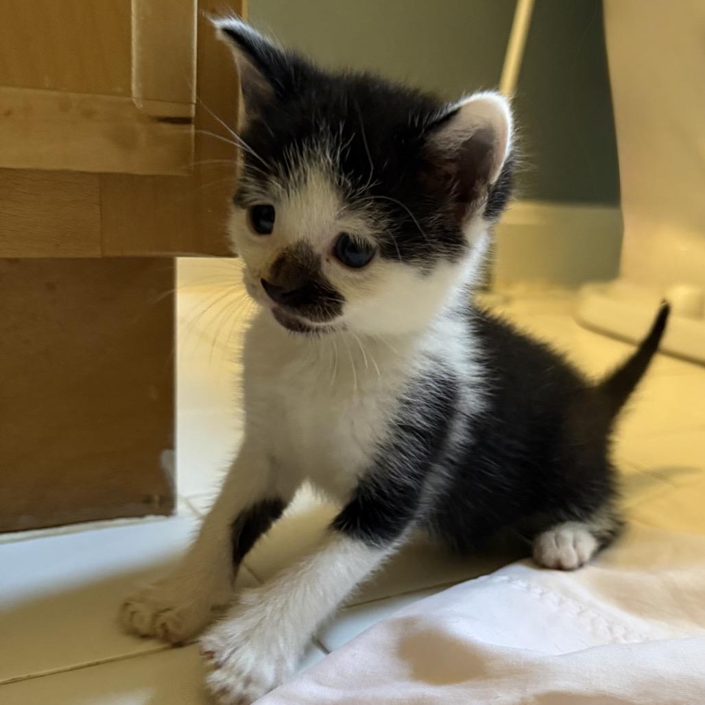 Enlarge Boo, a Adoptable Domestic Short Hair in Bel Air, MD image 3/6