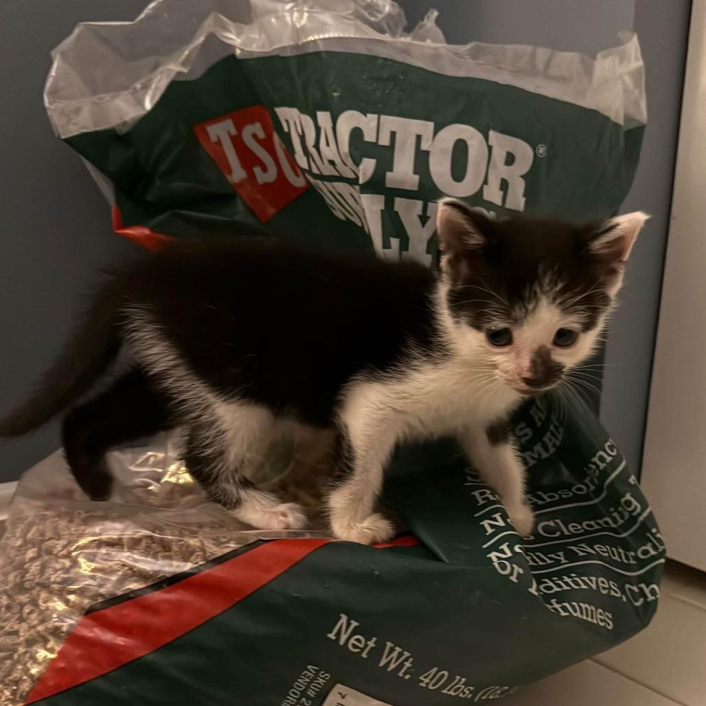 Enlarge Boo, a Adoptable Domestic Short Hair in Bel Air, MD image 4/6