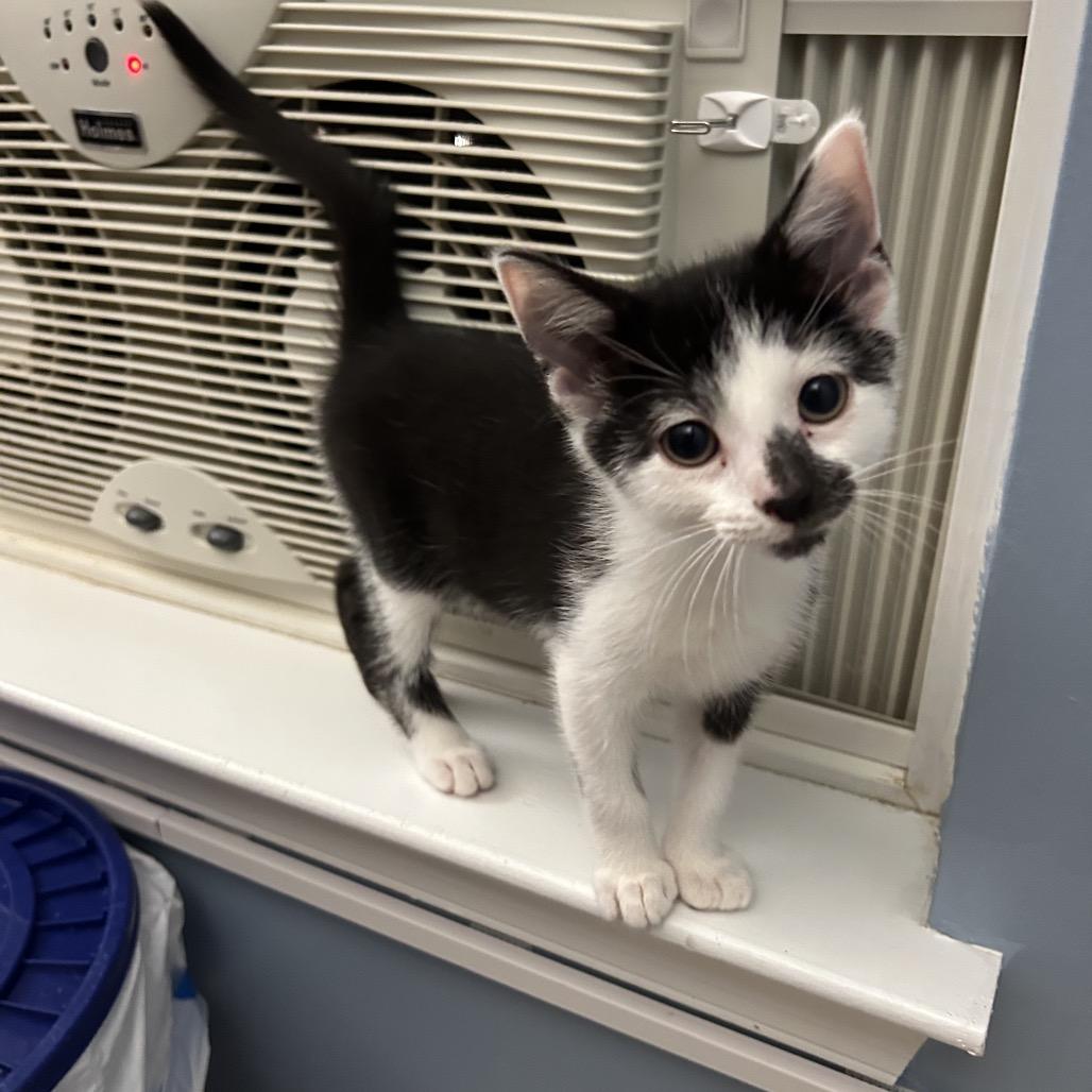 Enlarge Boo, a Adoptable Domestic Short Hair in Bel Air, MD image 5/6