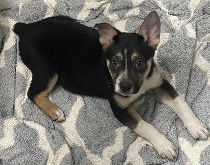 Enlarge Dove, a ADOPTABLE Mixed Breed in Stanwood, WA image 2/3