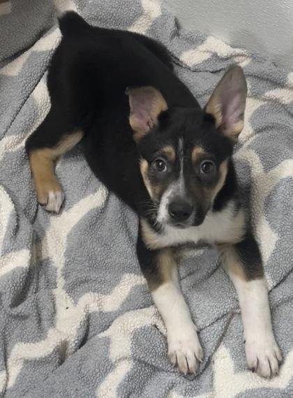 Enlarge Dove, a ADOPTABLE Mixed Breed in Stanwood, WA image 3/3