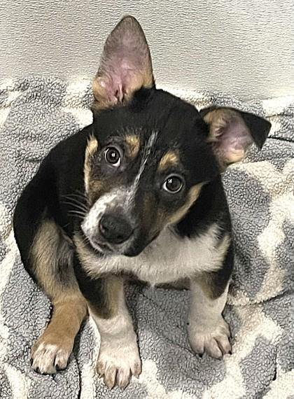 Dove, ADOPTABLE, Puppy Female Mixed Breed.