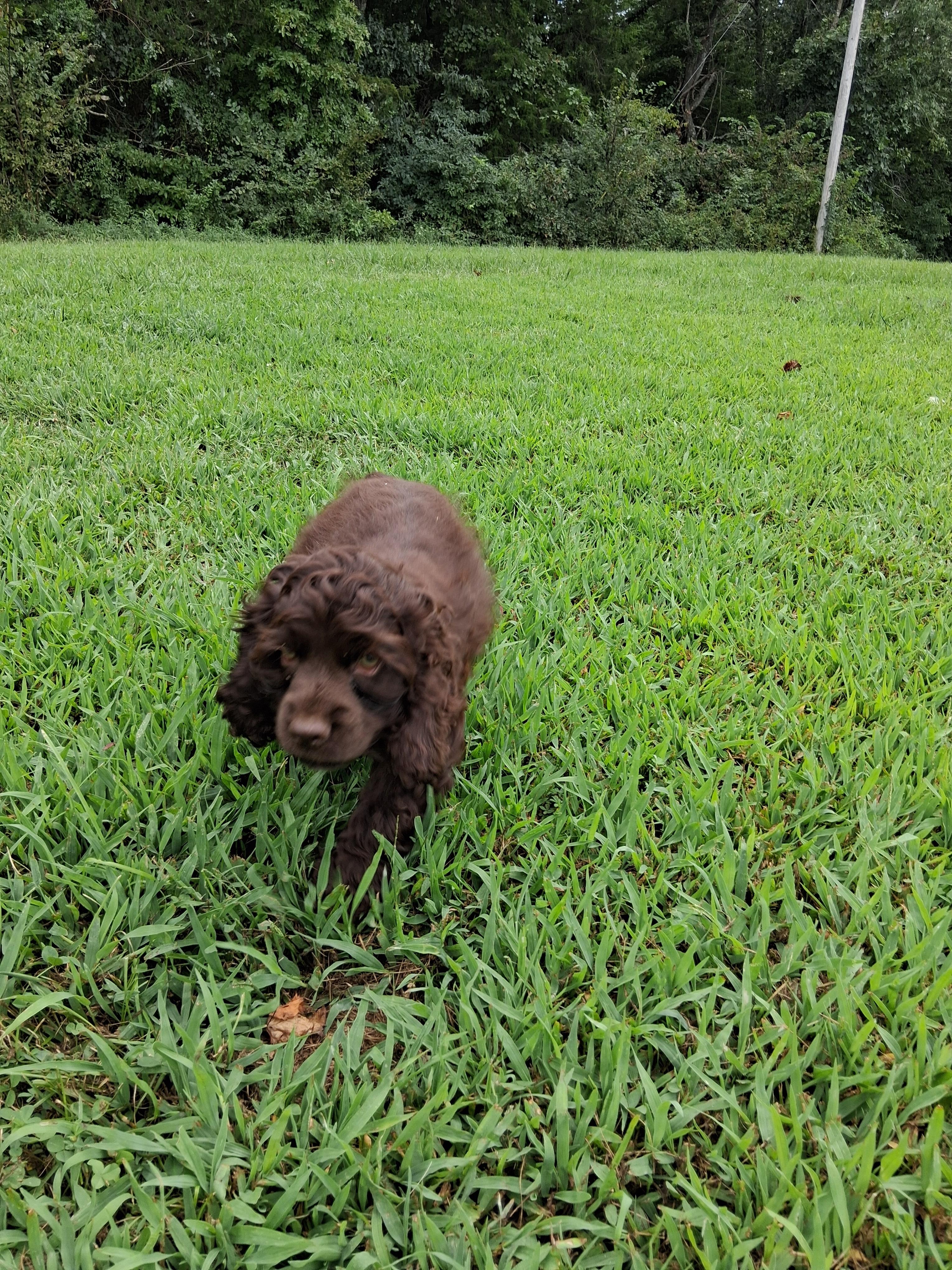 Mara, an adopted Cocker Spaniel in Fordland, MO image 1/3
