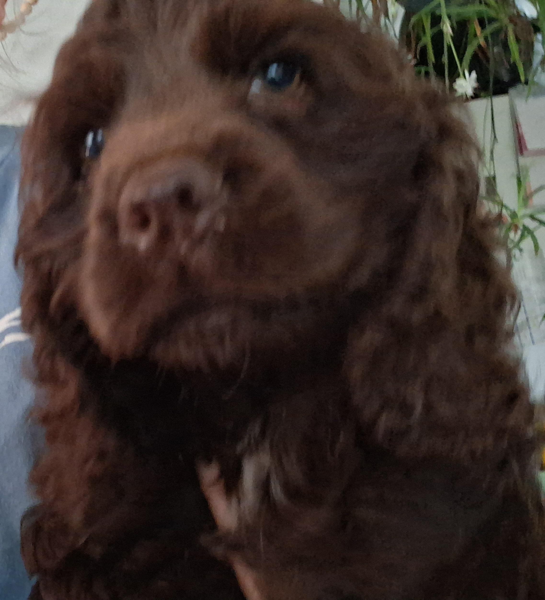 Mara, an adopted Cocker Spaniel in Fordland, MO image 2/3