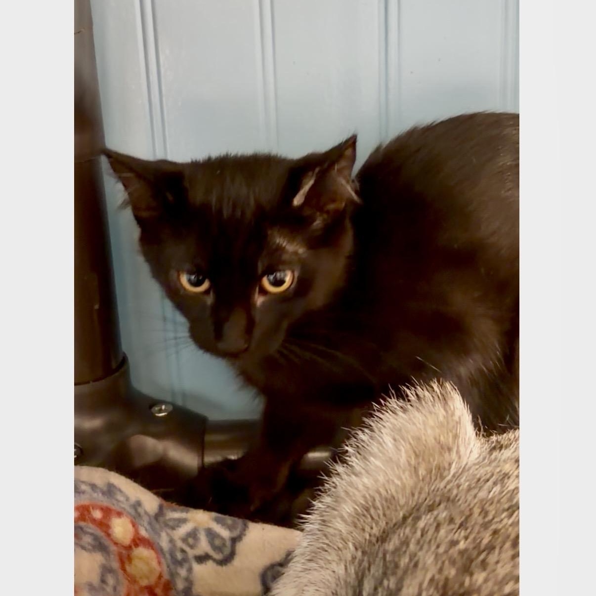 June and Raven - a bonded pair, a Adoptable Domestic Short Hair in Bothell, WA image 4/6