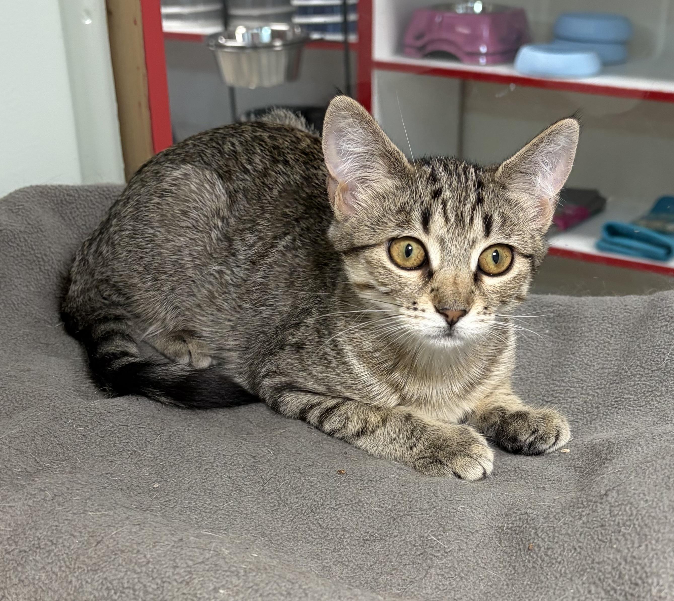 June and Raven - a bonded pair, Adoptable, Kitten Female Domestic Short Hair.