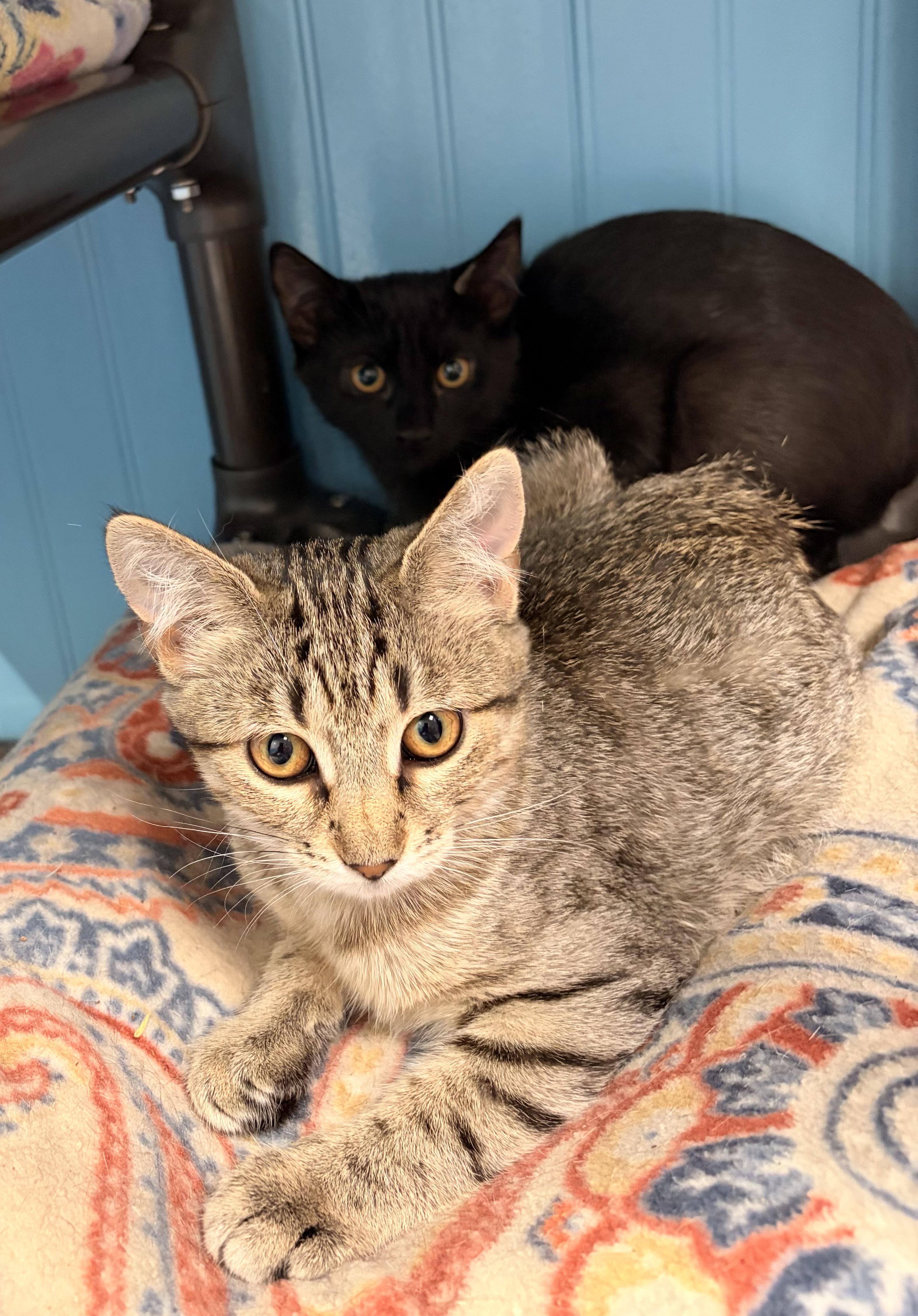 June and Raven - a bonded pair, a Adoptable Domestic Short Hair in Bothell, WA image 3/6