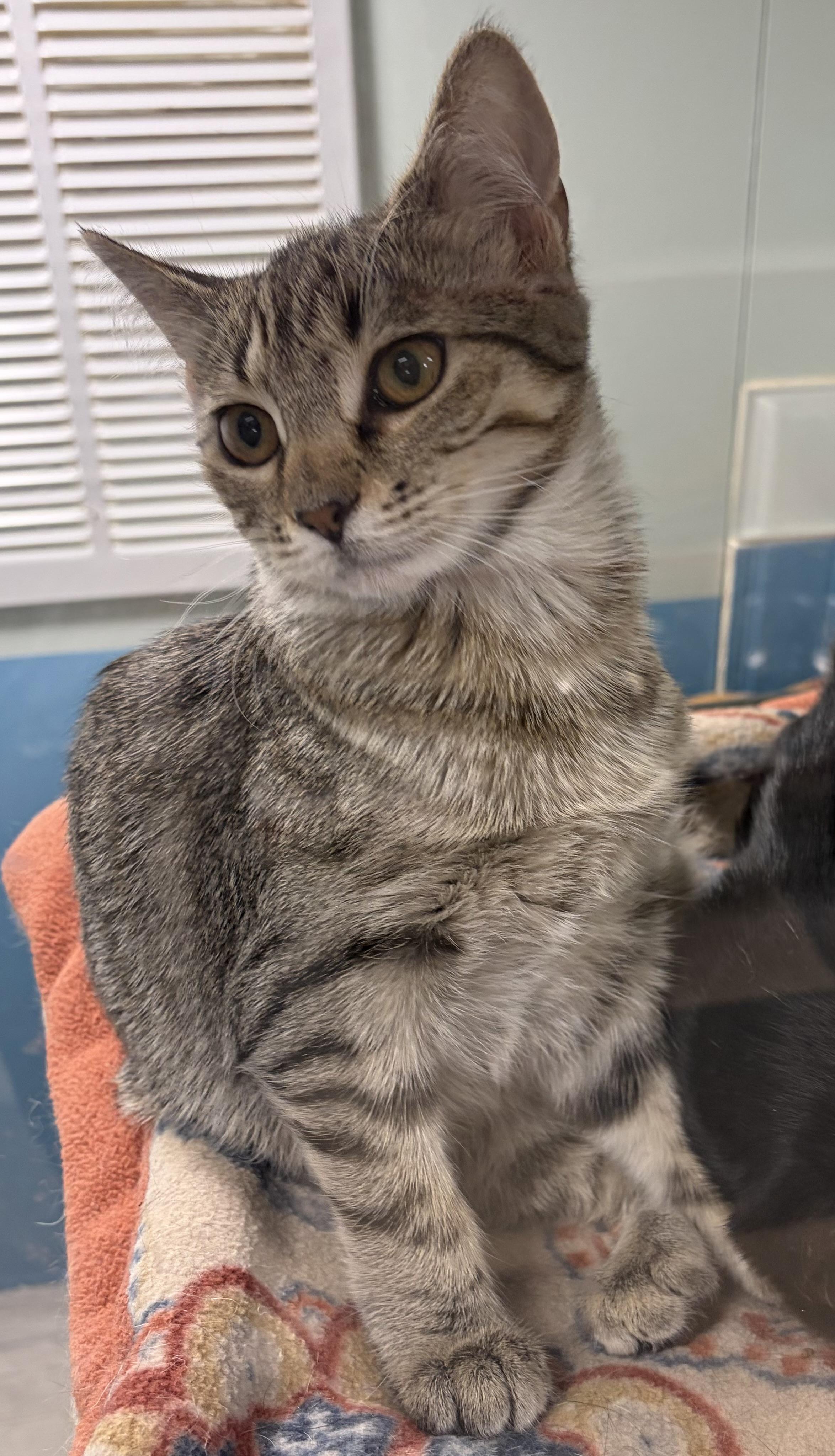 June and Raven - a bonded pair, Adoptable, Kitten Female Domestic Short Hair.