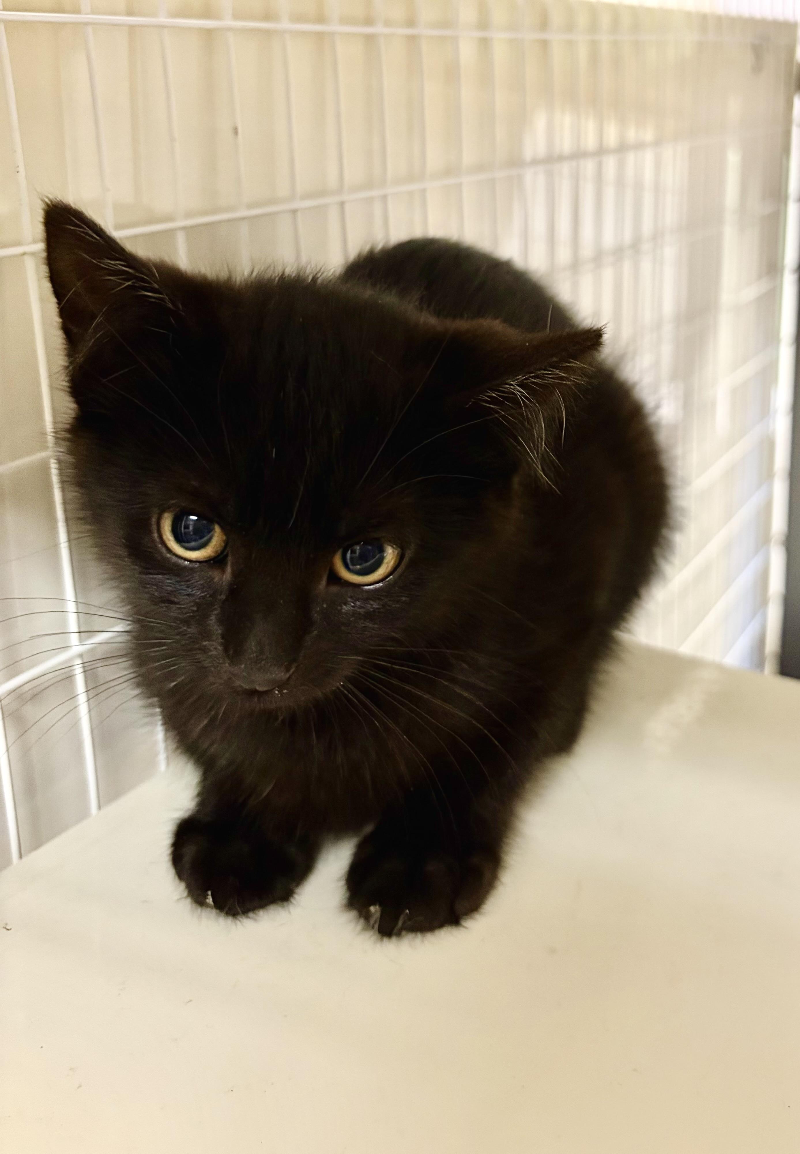 June and Raven - a bonded pair, a Adoptable Domestic Short Hair in Bothell, WA image 6/6