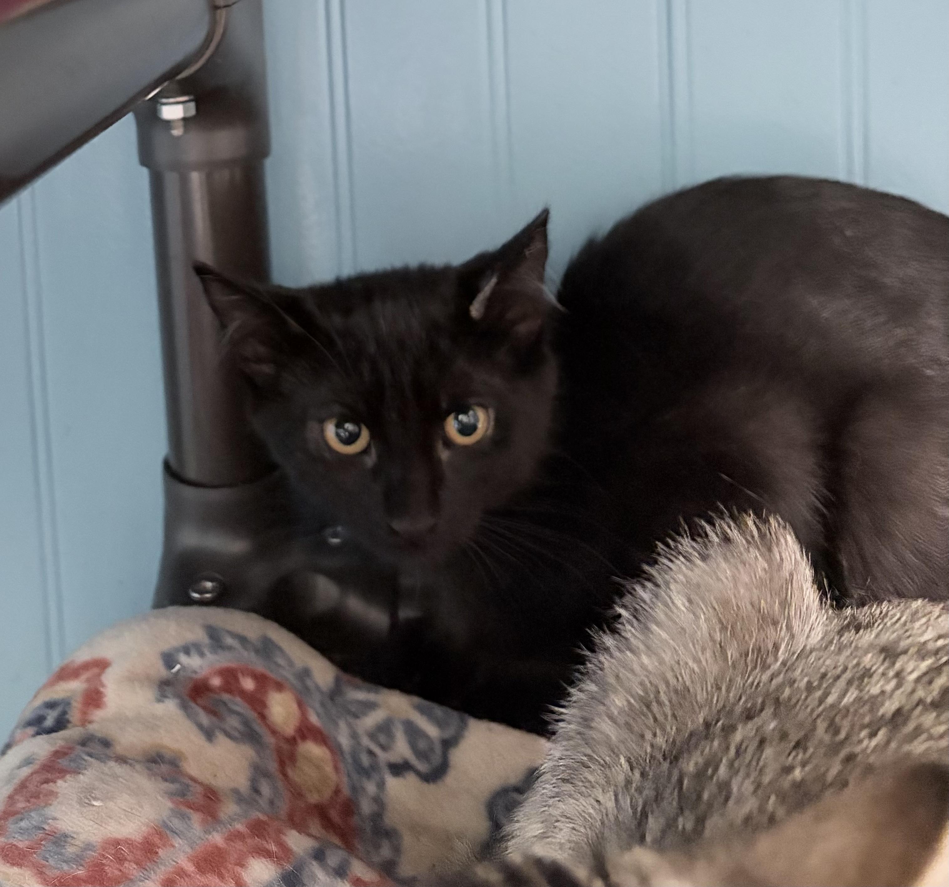 June and Raven - a bonded pair, a Adoptable Domestic Short Hair in Bothell, WA image 2/6
