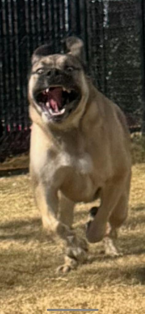 Enlarge Peter Pan Aka Dale, a Adoptable mixed breed in East Ridge, TN image 1/6