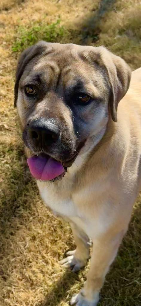 Enlarge Peter Pan Aka Dale, a Adoptable mixed breed in East Ridge, TN image 2/6