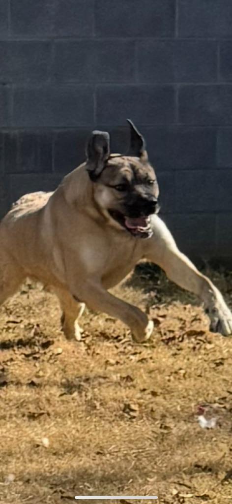 Enlarge Peter Pan Aka Dale, a Adoptable mixed breed in East Ridge, TN image 4/6