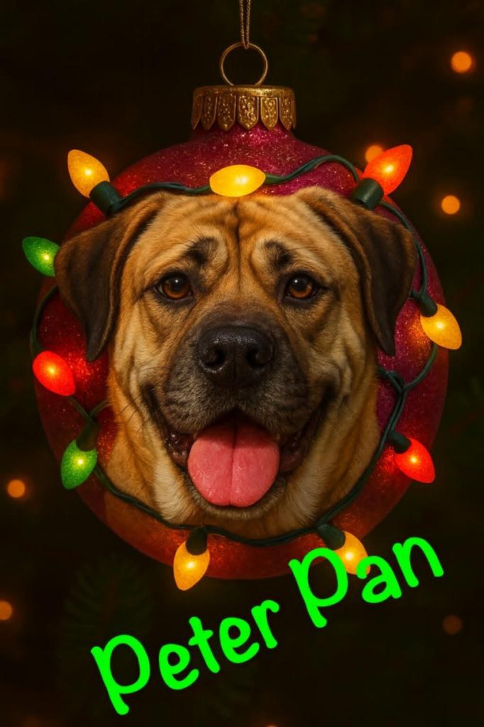 Enlarge Peter Pan Aka Dale, a Adoptable mixed breed in East Ridge, TN image 5/6