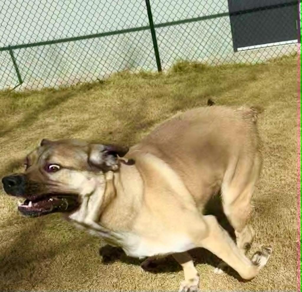 Enlarge Peter Pan Aka Dale, a Adoptable mixed breed in East Ridge, TN image 6/6