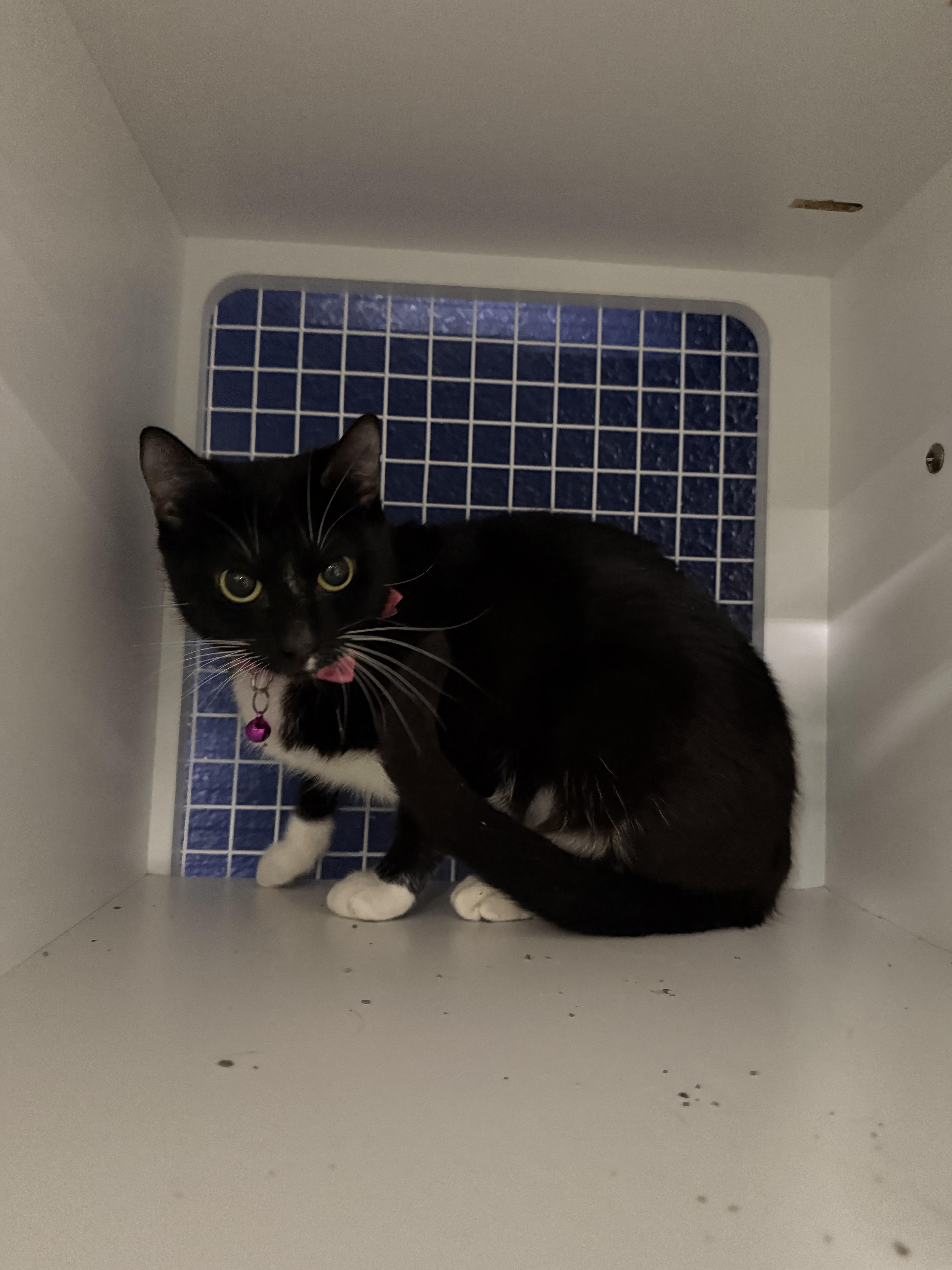 Enlarge Chloe , a ADOPTABLE Domestic Short Hair in Oceanside, CA image 2/2