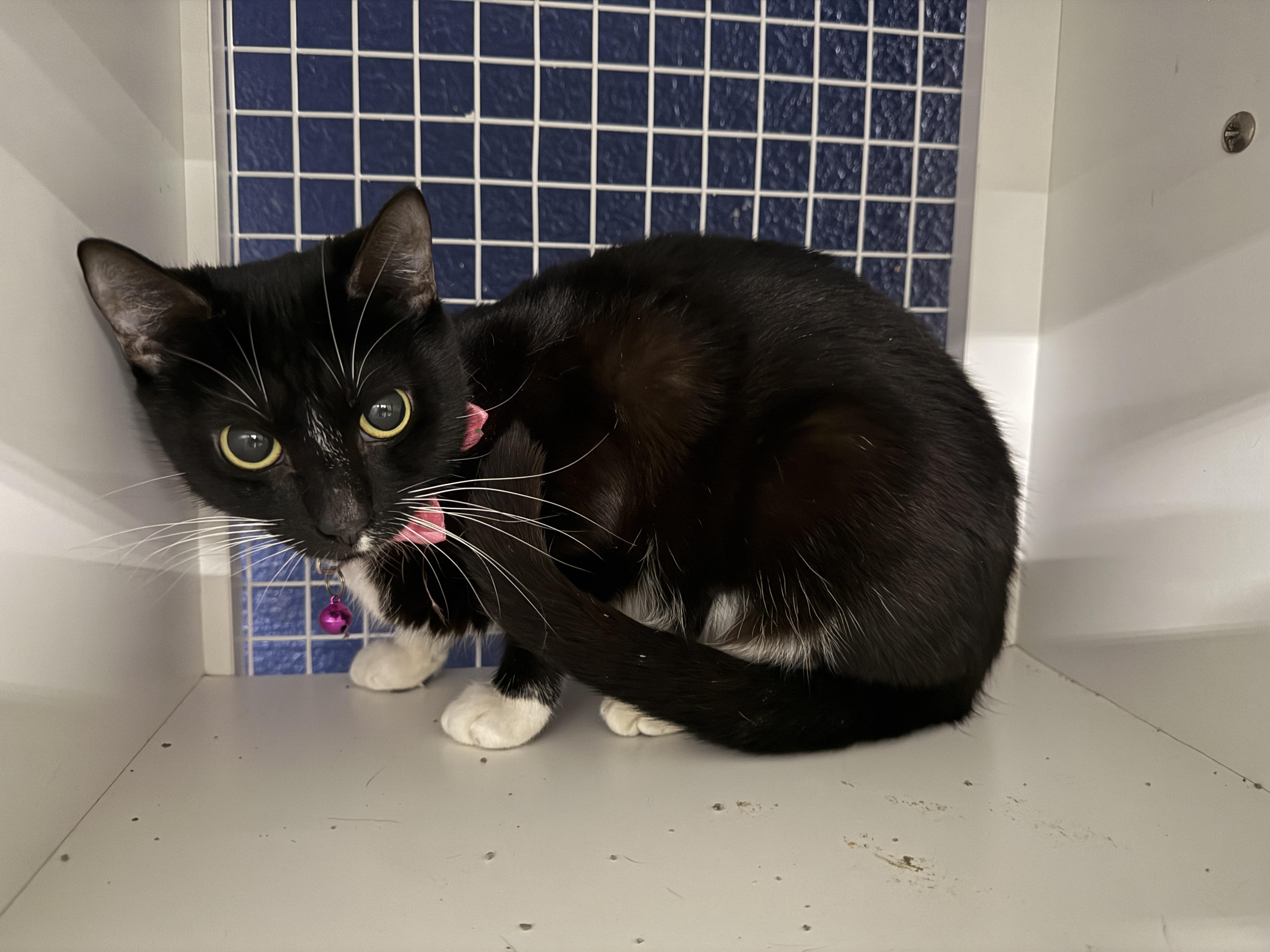 Chloe , ADOPTABLE, Adult Female Domestic Short Hair.