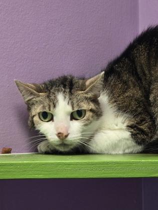 Julie, Adoptable, Adult Female Domestic Short Hair & Domestic Short Hair.