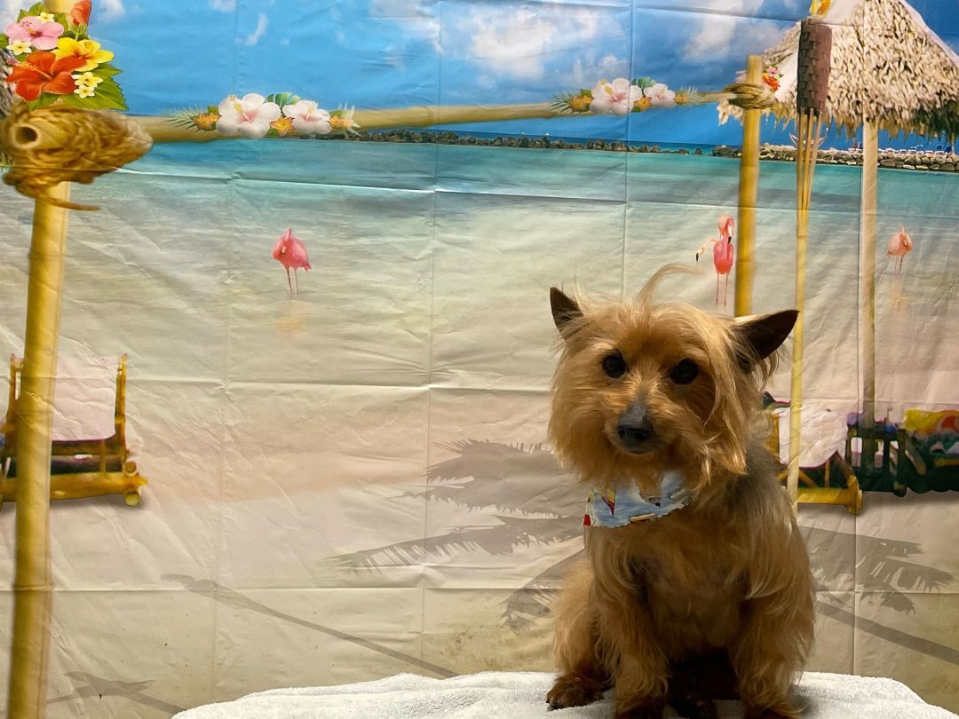 Enlarge Sparky - ADOPTED, a Adopted Yorkshire Terrier in Millstone, NJ image 1/1