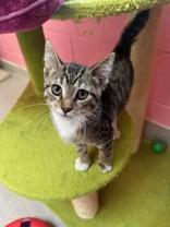 Enlarge Pepper, an adopted Domestic Short Hair in Manitowoc, WI image 1/1