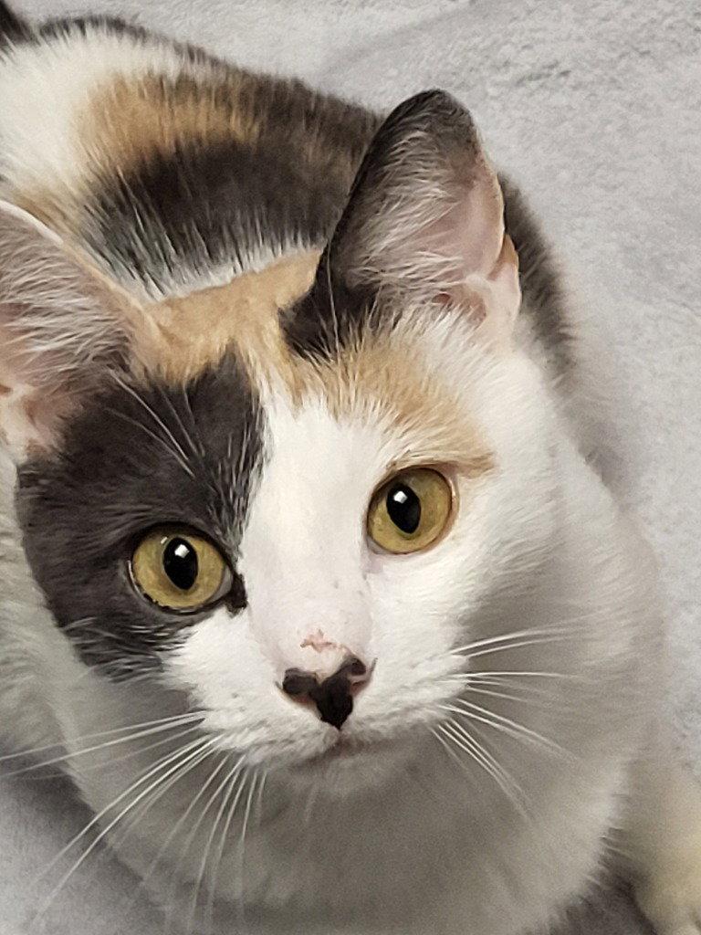 Lorelai, Adoptable, Adult Female Calico.