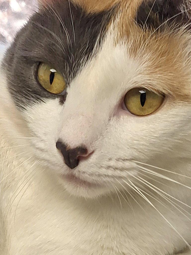 Enlarge Lorelai, a Adoptable Calico in Ellijay, GA image 2/3