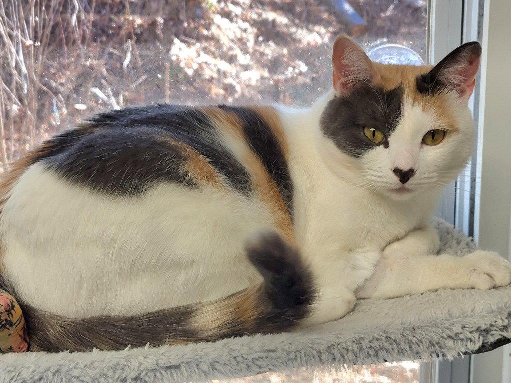 Enlarge Lorelai, a Adoptable Calico in Ellijay, GA image 3/3