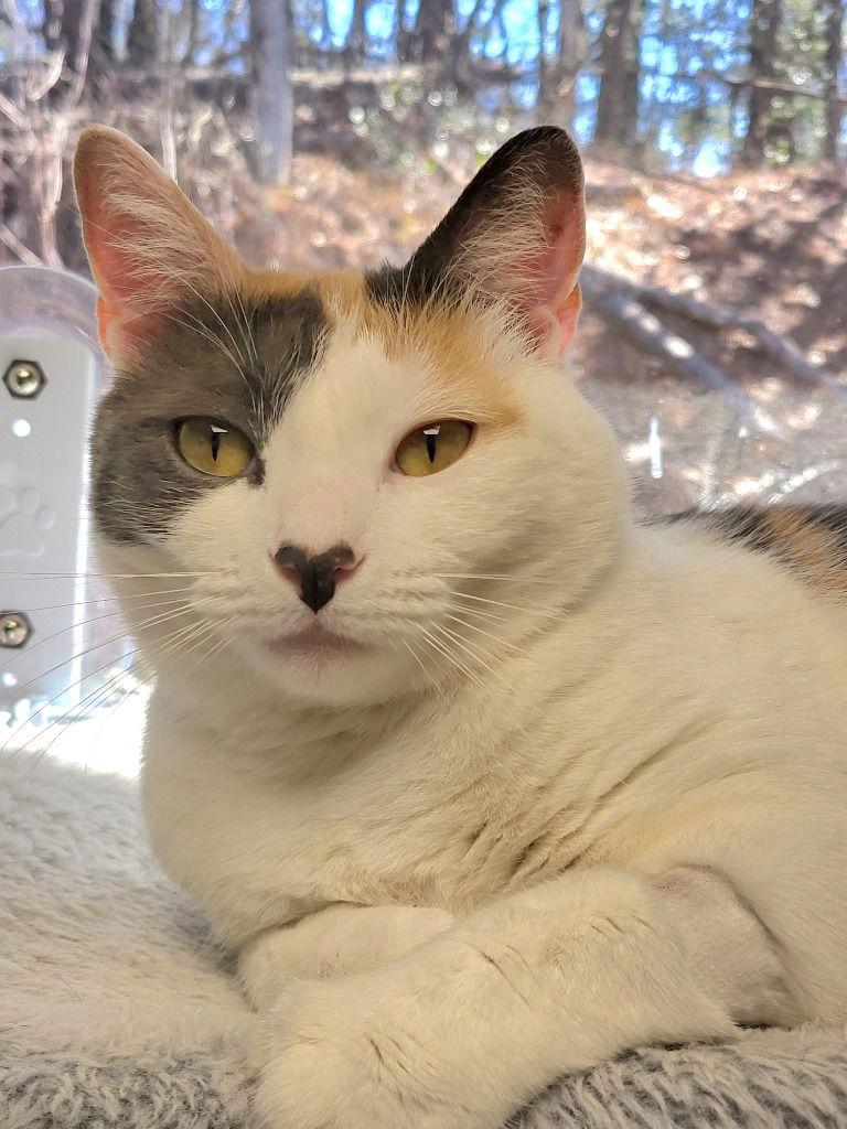 Lorelai, Adoptable, Adult Female Calico.