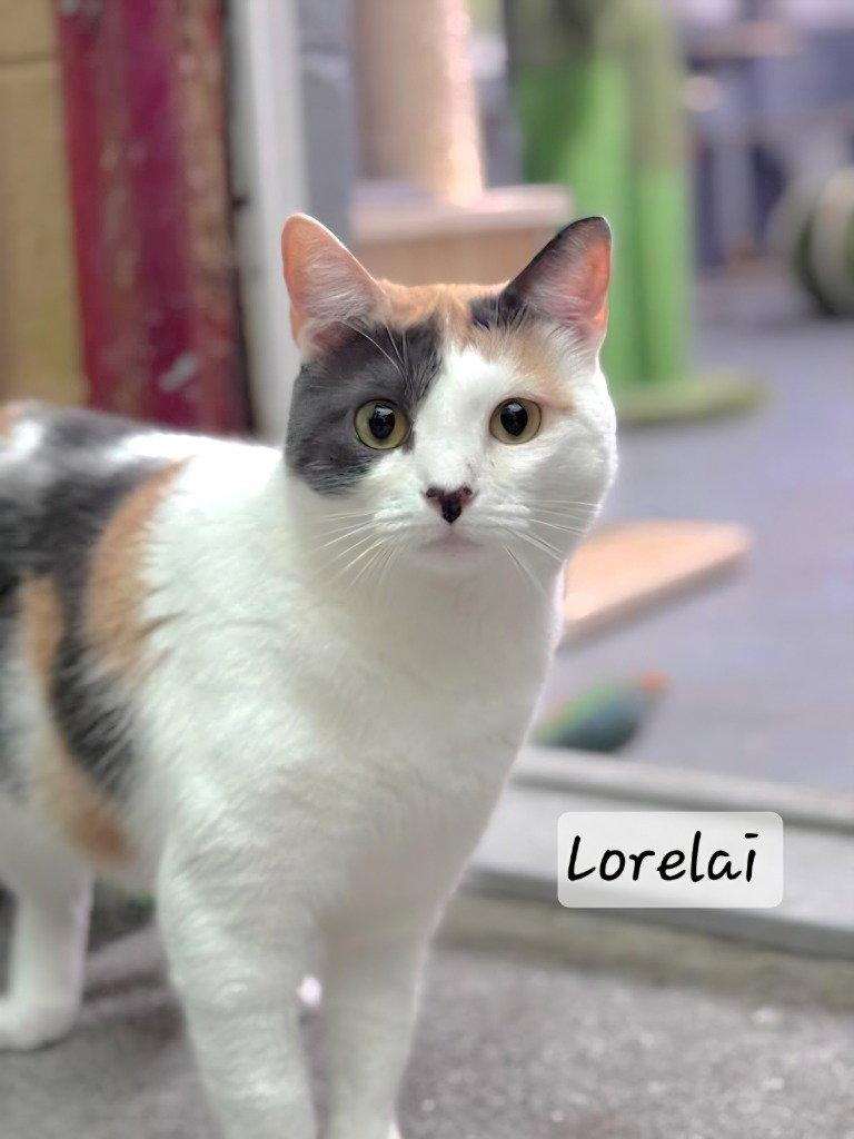 Enlarge Lorelai, a Adoptable Calico in Ellijay, GA image 3/3