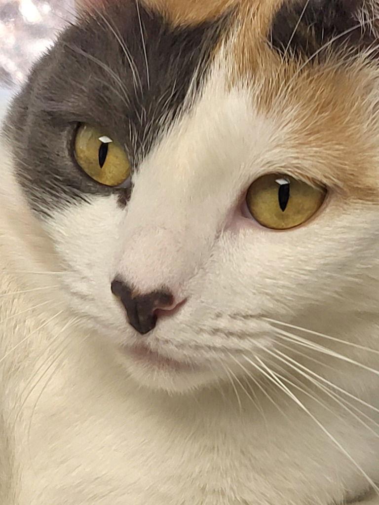 Lorelai, a Adoptable Calico in Ellijay, GA image 2/3