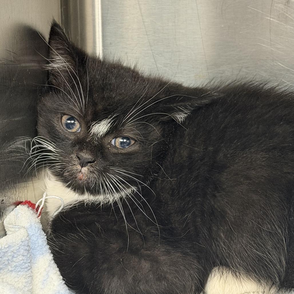 Enlarge Amos, a Adoptable Domestic Short Hair in Marion, VA image 1/1