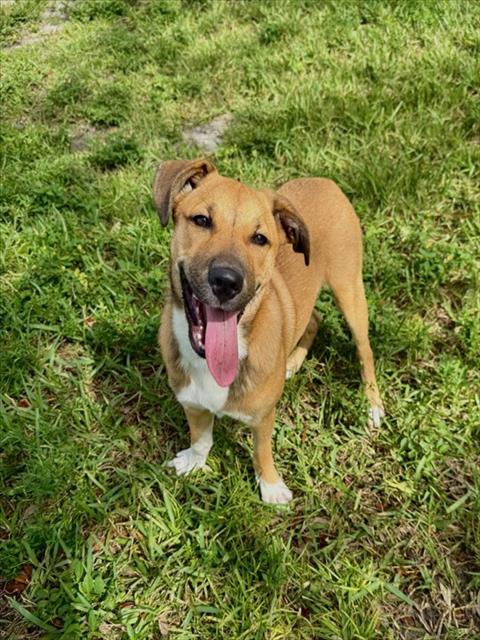 NALA, Adoptable, Puppy Female German Shepherd Dog & Mixed Breed.