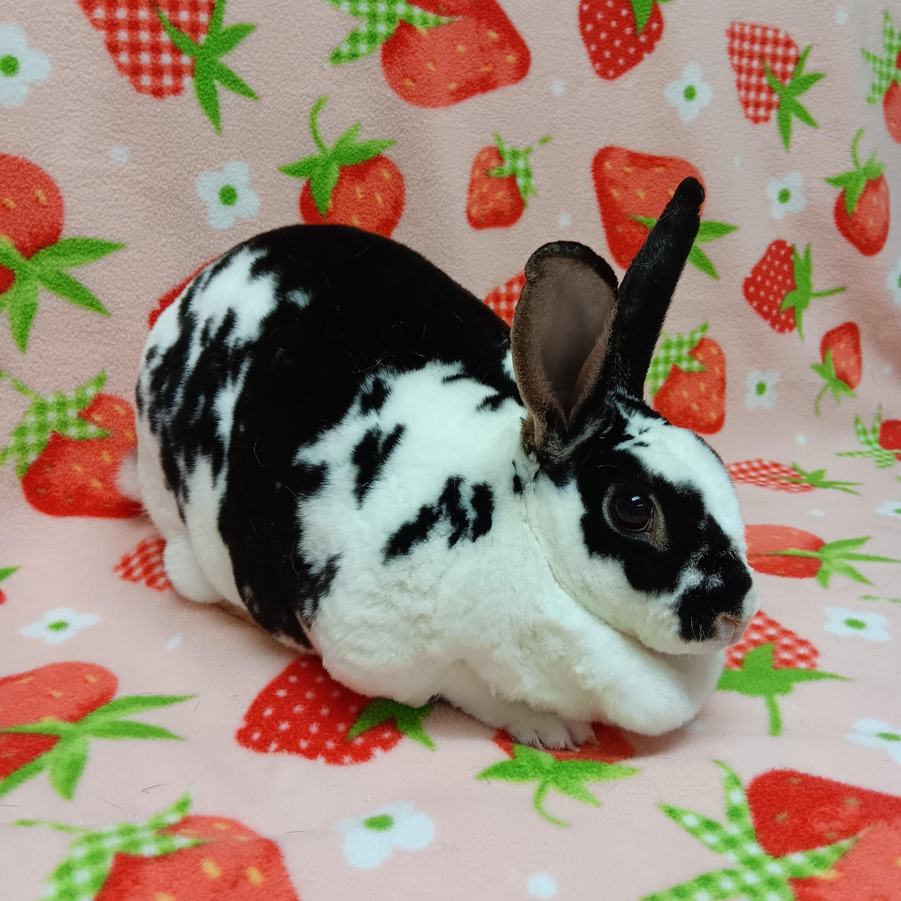 Enlarge Nibbles, a Adoptable Rex in Harrisburg, PA image 2/3